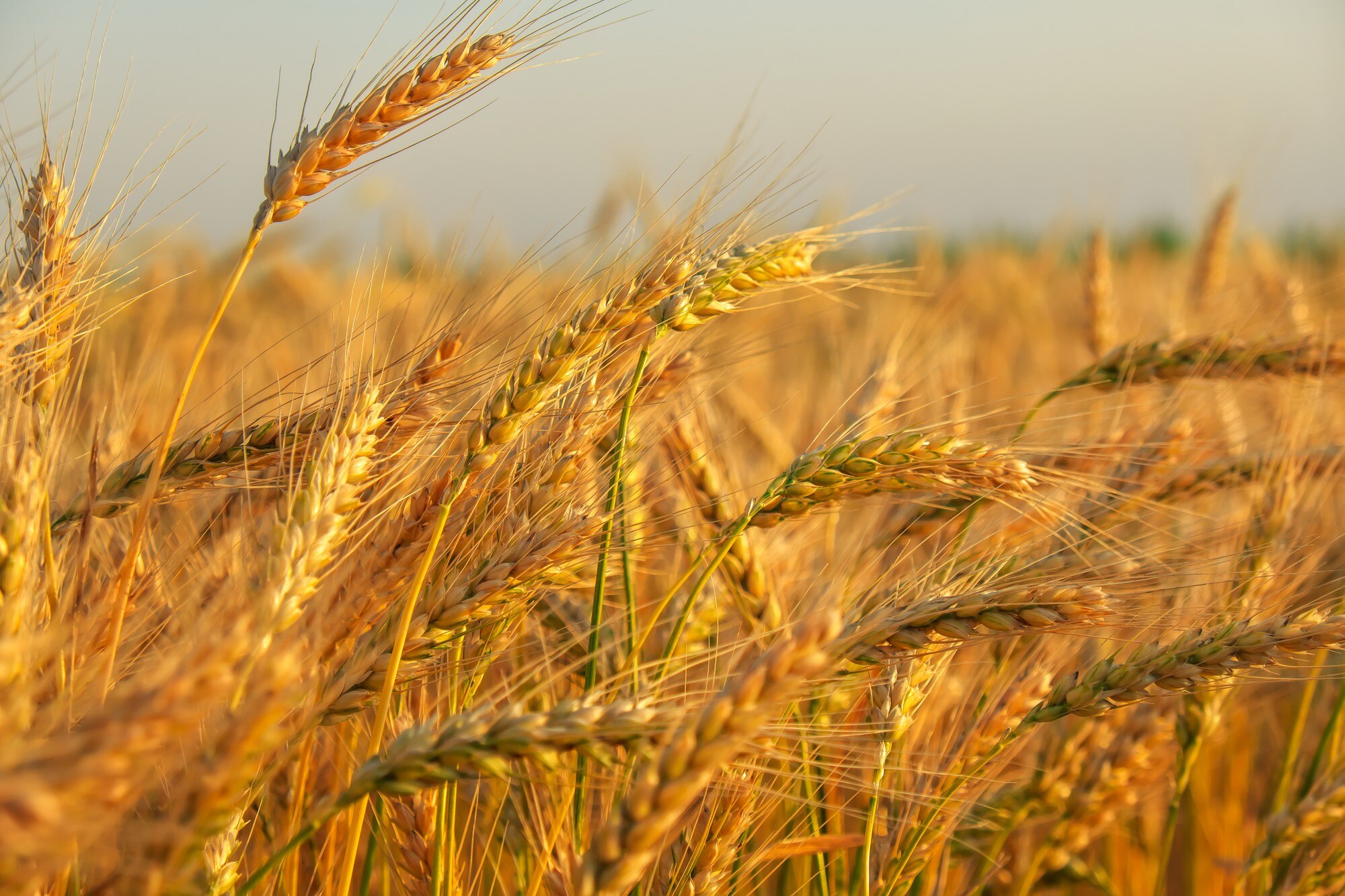 صورة تعبر عن حلول التطوير الخلفي